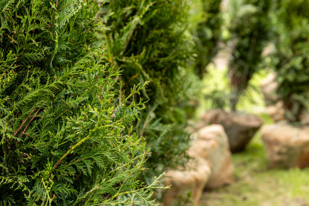 A close-up on trees installed during the process for landscaping in Mission Hills 